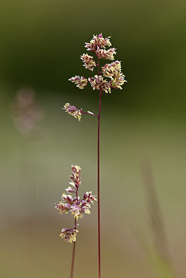 BUITEN BEELD Foto: 342079