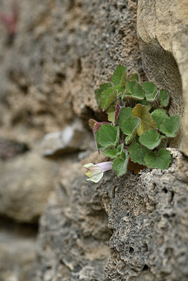 BUITEN BEELD Foto: 342102