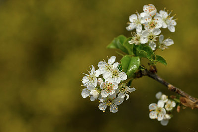 BUITEN BEELD Foto: 342148
