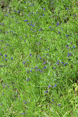 BUITEN BEELD Foto: 342153