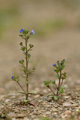 BUITEN BEELD Foto: 342158