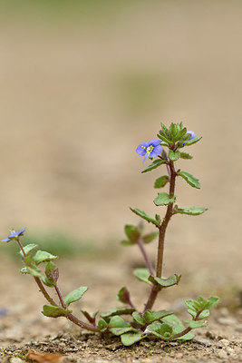 BUITEN BEELD Foto: 342159