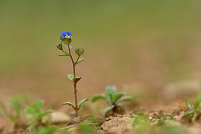 BUITEN BEELD Foto: 342161