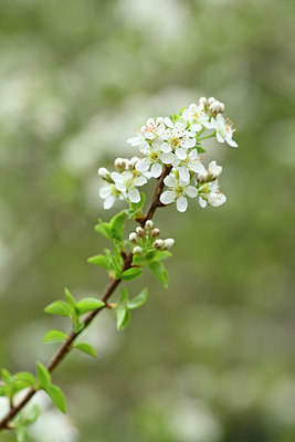 BUITEN BEELD Foto: 342189