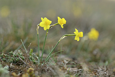 BUITEN BEELD Foto: 342209