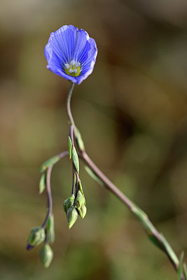 BUITEN BEELD Foto: 342235