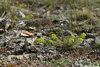 BUITEN BEELD Foto: 342246
