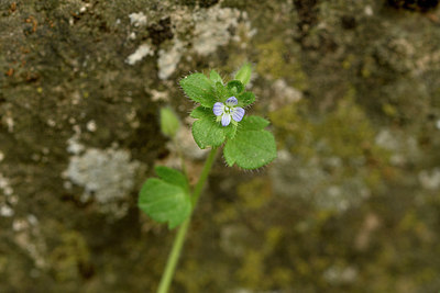 BUITEN BEELD Foto: 342252