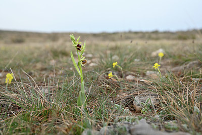 BUITEN BEELD Foto: 342282