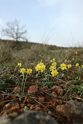 BUITEN BEELD Foto: 342284