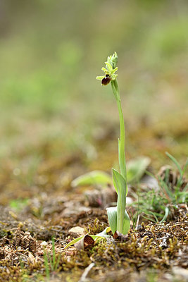 BUITEN BEELD Foto: 342288