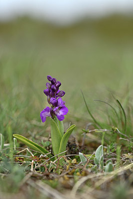 BUITEN BEELD Foto: 342316