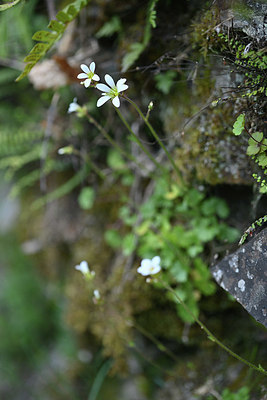 BUITEN BEELD Foto: 342339