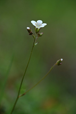 BUITEN BEELD Foto: 342341