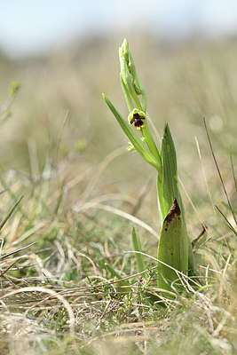 BUITEN BEELD Foto: 342364