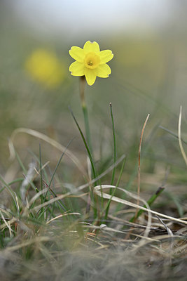 BUITEN BEELD Foto: 342367