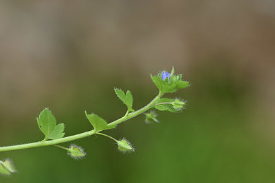 BUITEN BEELD Foto: 342387