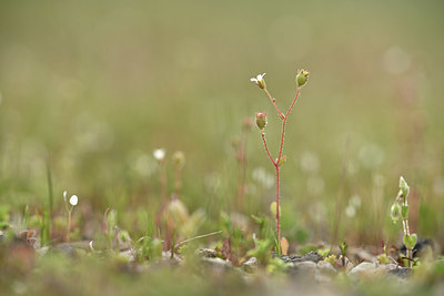 BUITEN BEELD Foto: 342428