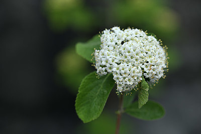 BUITEN BEELD Foto: 342441