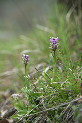 BUITEN BEELD Foto: 342447