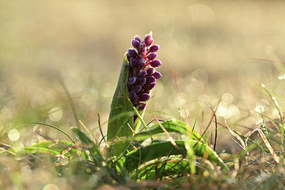 BUITEN BEELD Foto: 342451