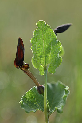 BUITEN BEELD Foto: 342463