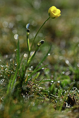 BUITEN BEELD Foto: 342465