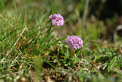 BUITEN BEELD Foto: 342467