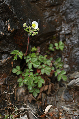BUITEN BEELD Foto: 342476