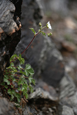 BUITEN BEELD Foto: 342481