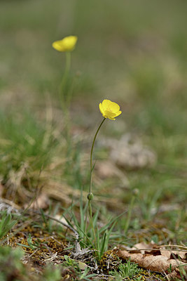 BUITEN BEELD Foto: 342504