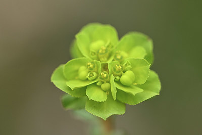 BUITEN BEELD Foto: 342506