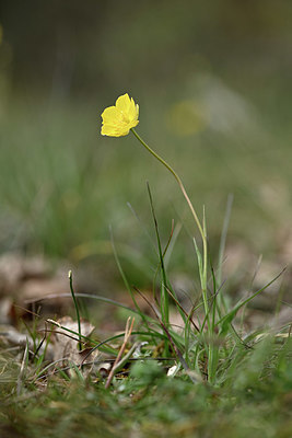 BUITEN BEELD Foto: 342507
