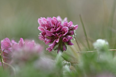 BUITEN BEELD Foto: 342511