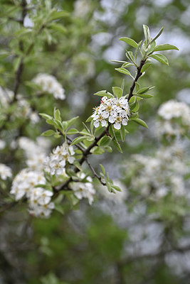 BUITEN BEELD Foto: 342524