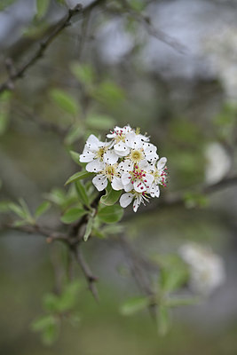 BUITEN BEELD Foto: 342526