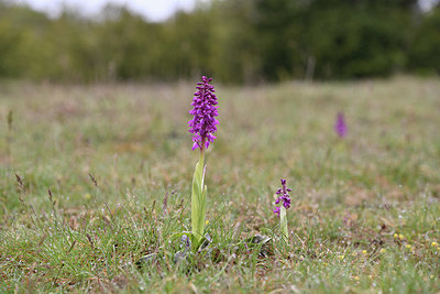 BUITEN BEELD Foto: 342529