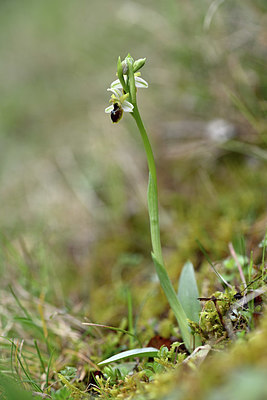 BUITEN BEELD Foto: 342540