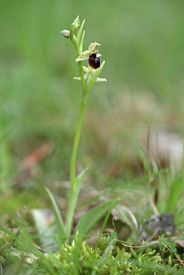 BUITEN BEELD Foto: 342556