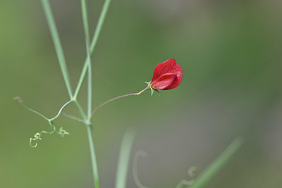 BUITEN BEELD Foto: 342560