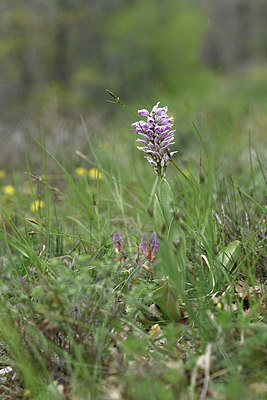 BUITEN BEELD Foto: 342568