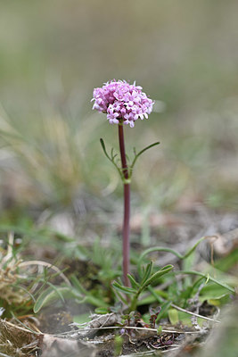 BUITEN BEELD Foto: 342572