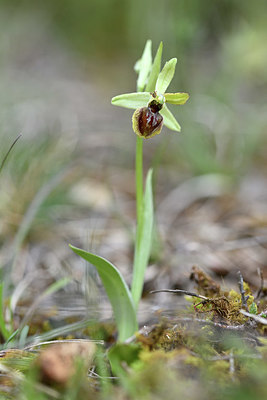 BUITEN BEELD Foto: 342574