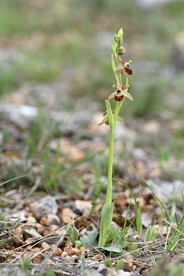 BUITEN BEELD Foto: 342584