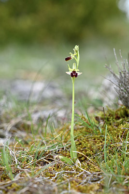 BUITEN BEELD Foto: 342585