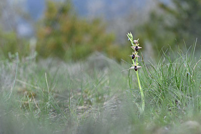 BUITEN BEELD Foto: 342606