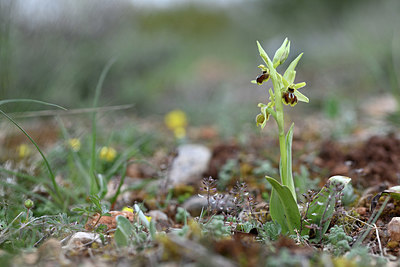 BUITEN BEELD Foto: 342614