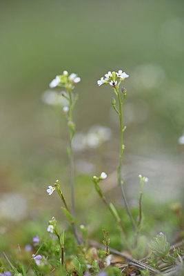 BUITEN BEELD Foto: 342628
