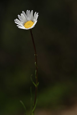 BUITEN BEELD Foto: 342637