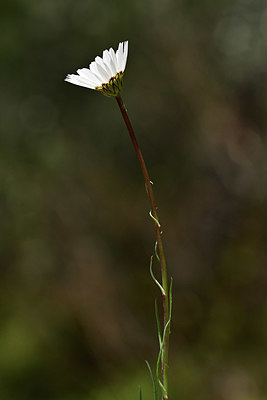 BUITEN BEELD Foto: 342638